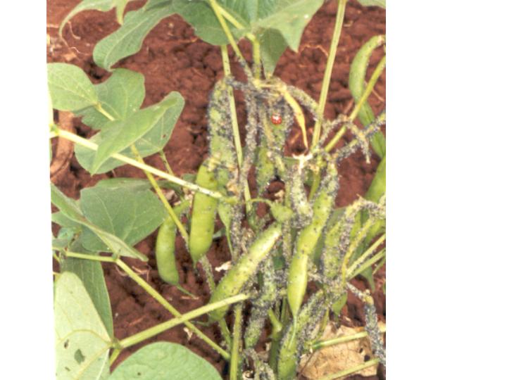 Bean crop infested by aphids
