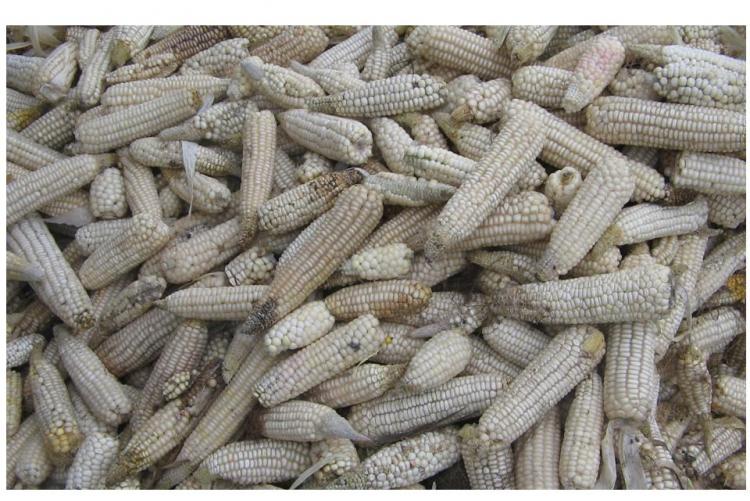 Postharvest losses in maize due to fungal rots and mycotoxins