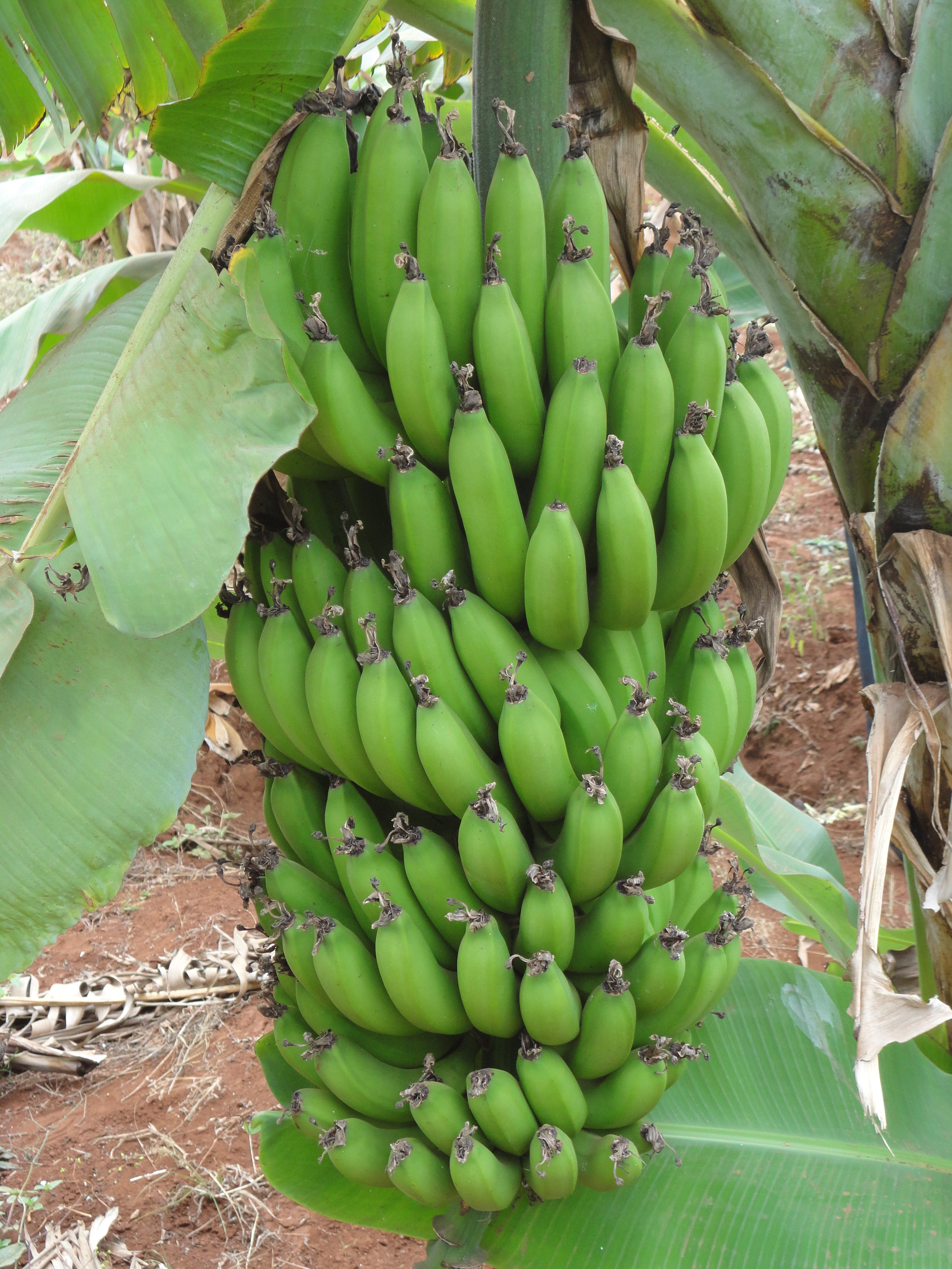 Banana production