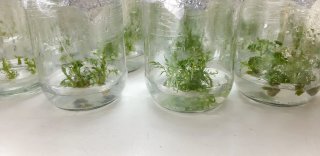 Plantlets