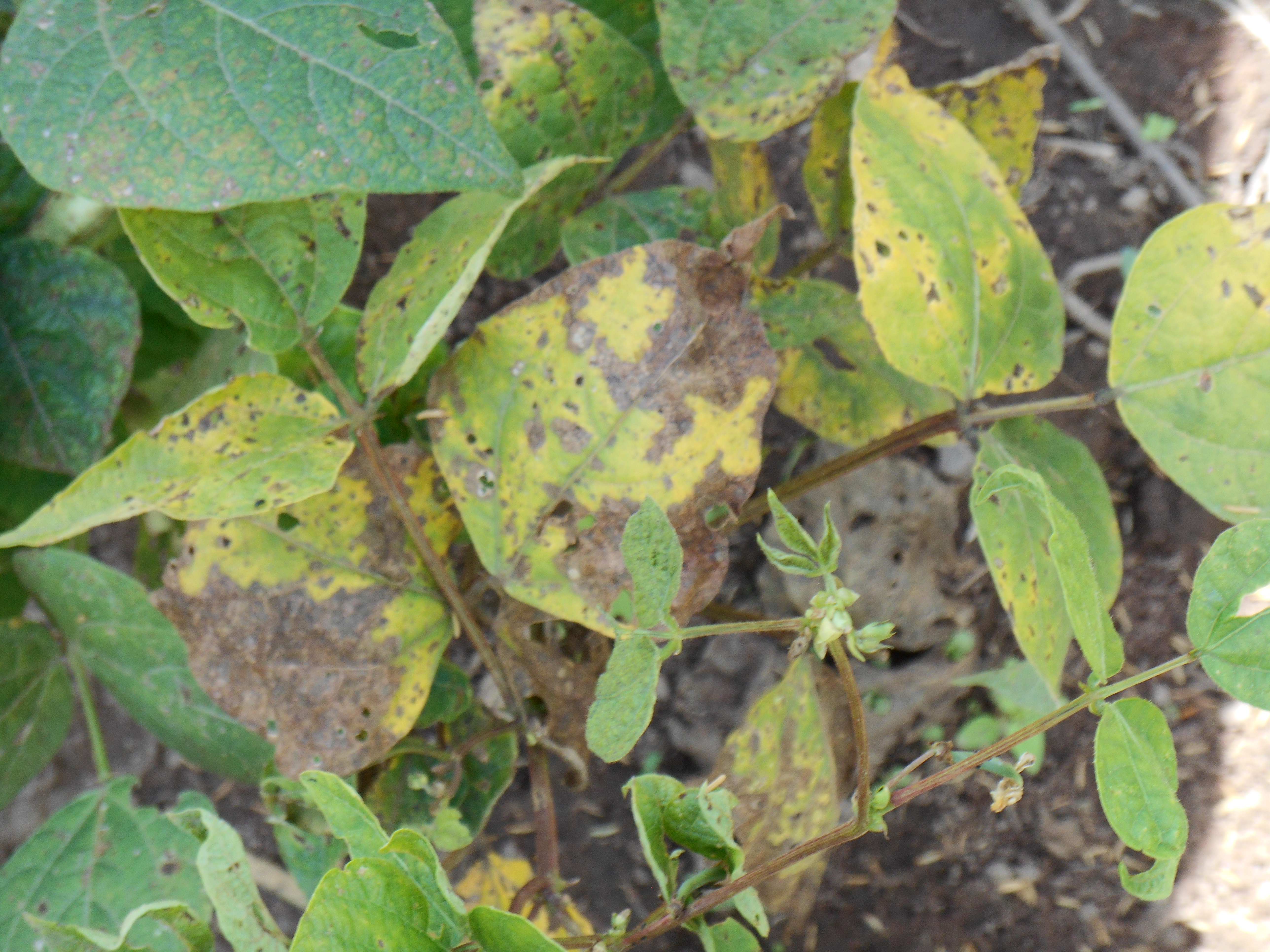 Bean crop infected by diseases