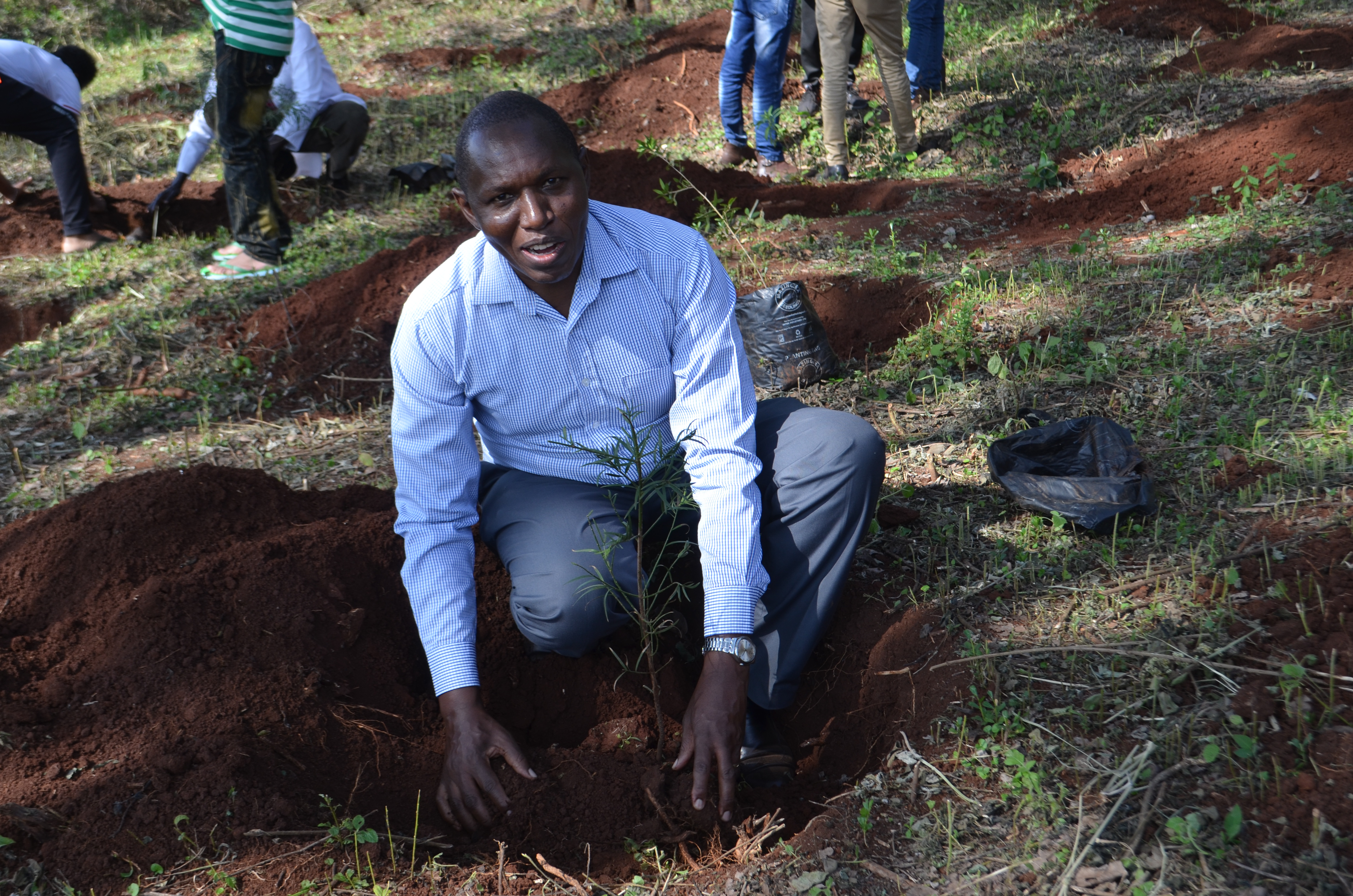 Prof Muthomi planting a seedling