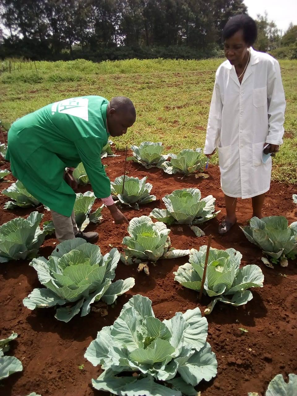 Efficacy trials of new pestcides for management of cabbage pests