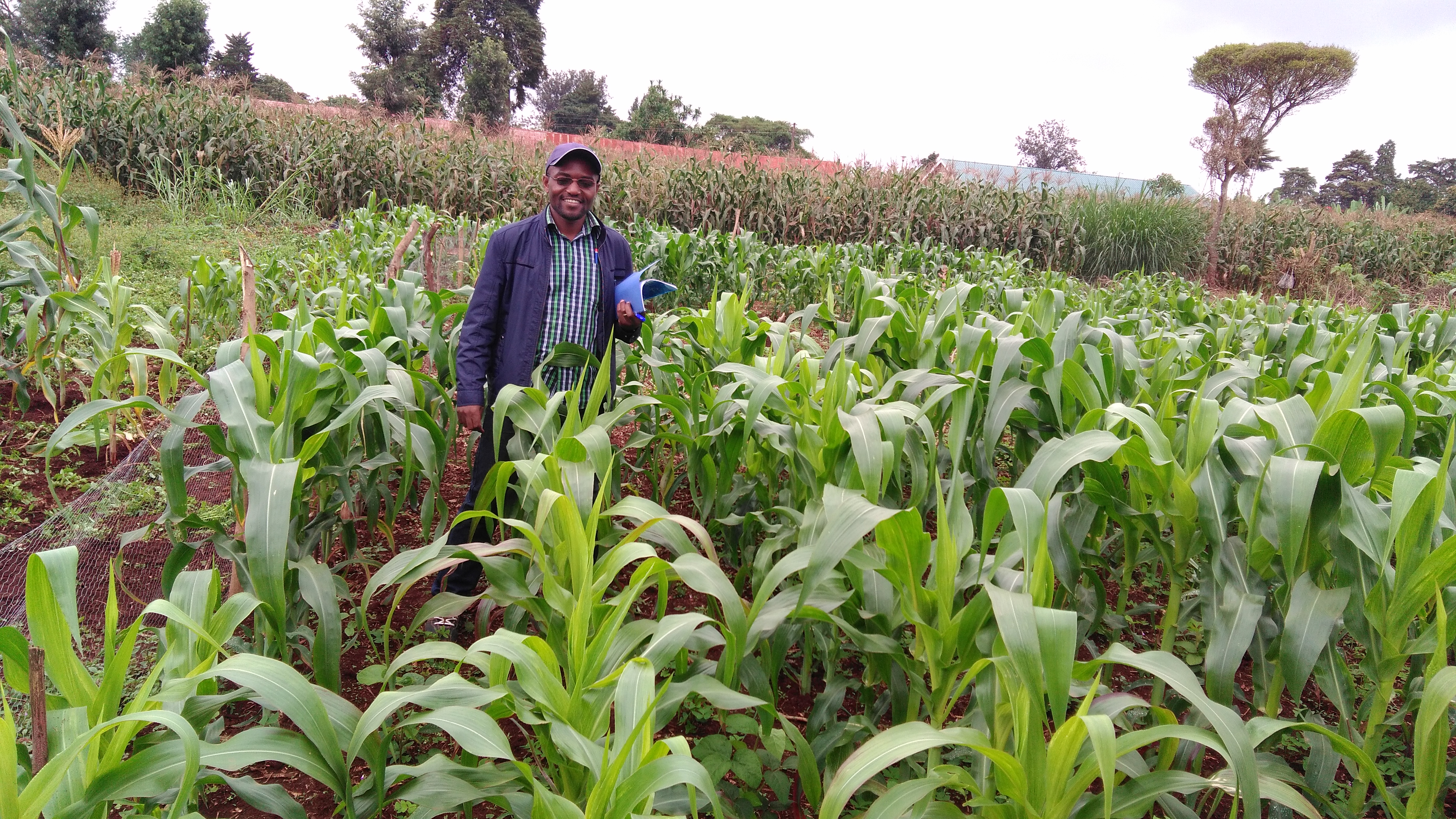 A postgraduate student conducting research in maize agronomy