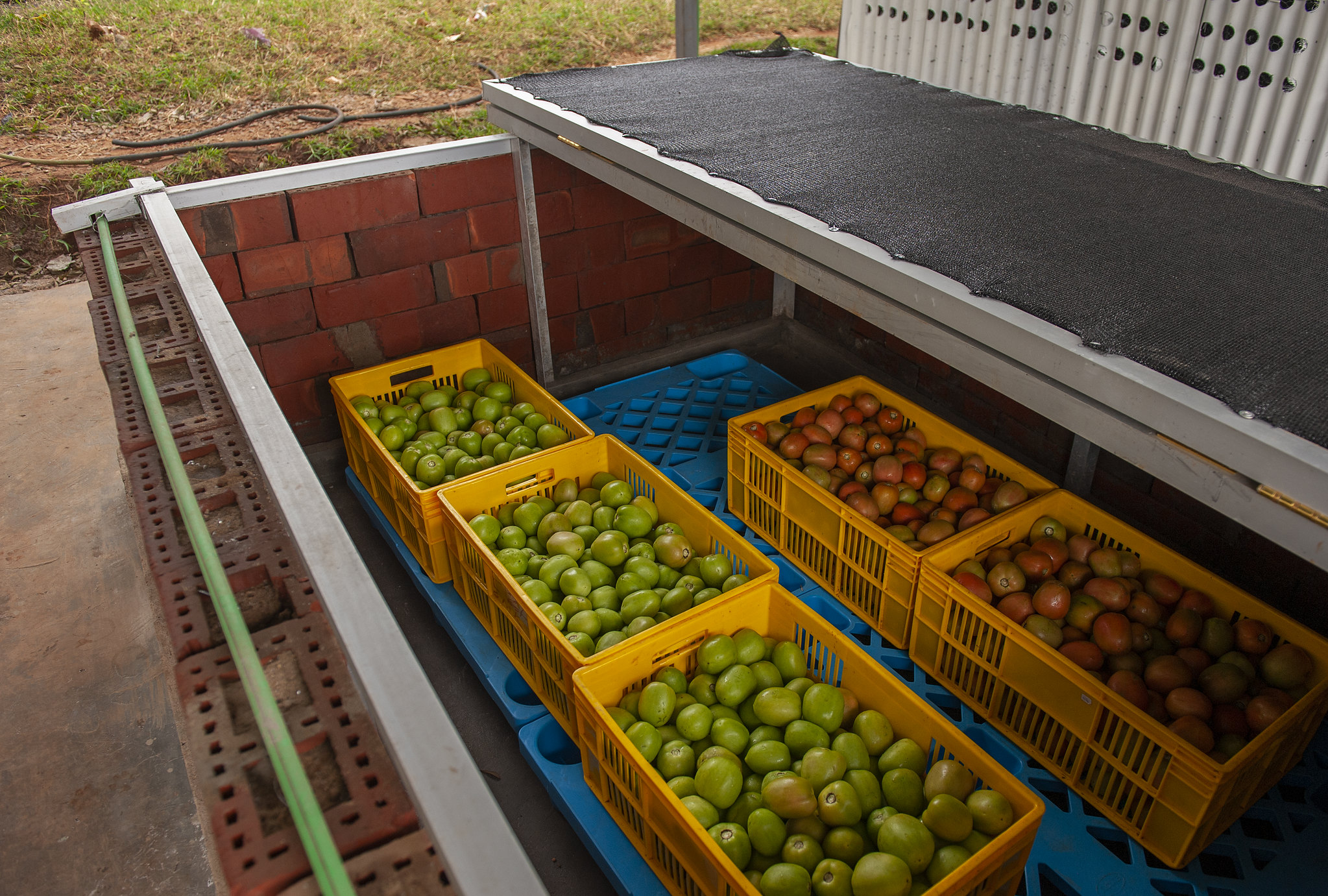 Tomatoes stored in Zero Energy Cooler