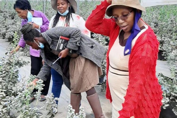 VISIT TO LONGONOT FARM IN NAIVASHA TO NEGOTIATE  ON IMPLEMENTATION PLAN FOR CONDUCTING EFFICACY TRIALS OF SOFT FRUIT CROPS