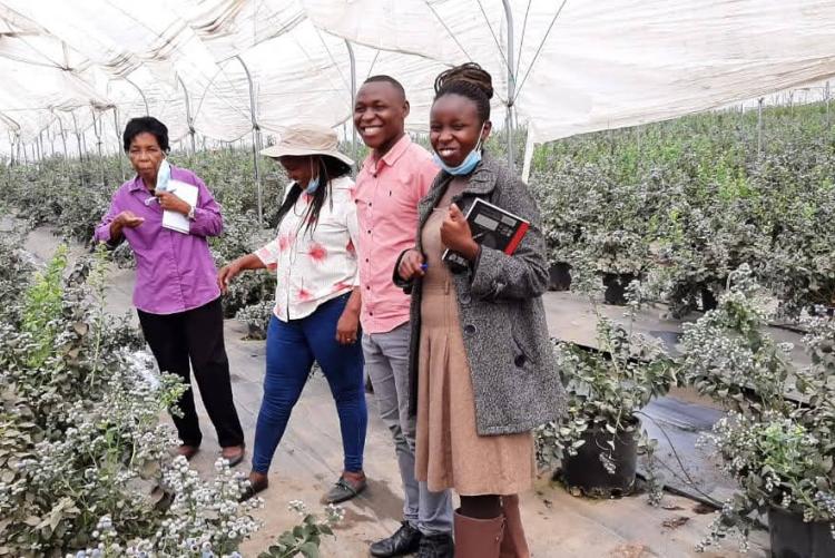 VISIT TO LONGONOT FARM IN NAIVASHA TO NEGOTIATE  ON IMPLEMENTATION PLAN FOR CONDUCTING EFFICACY TRIALS OF SOFT FRUIT CROPS