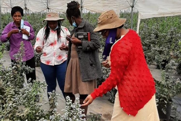 VISIT TO LONGONOT FARM IN NAIVASHA TO NEGOTIATE  ON IMPLEMENTATION PLAN FOR CONDUCTING EFFICACY TRIALS OF SOFT FRUIT CROPS