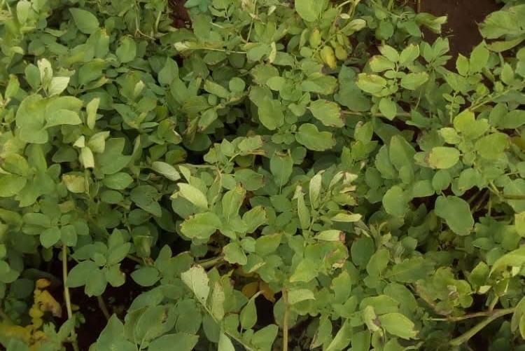 FUNGICIDE TREATED AND UNTREATED POTATO CROP