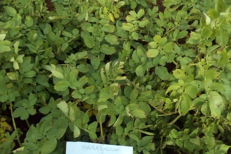 FUNGICIDE TREATED AND UNTREATED POTATO CROP