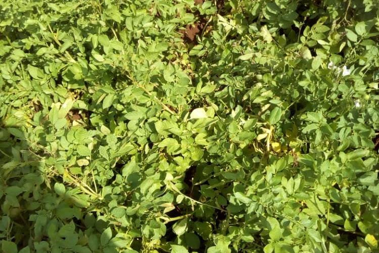 FUNGICIDE TREATED AND UNTREATED POTATO CROP