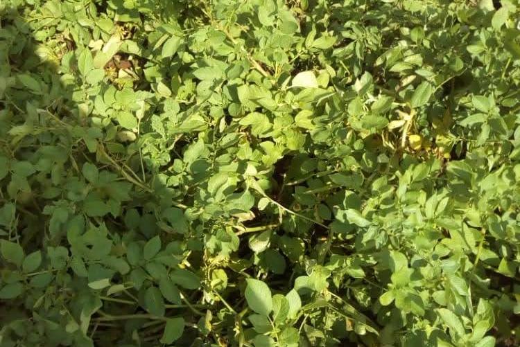 FUNGICIDE TREATED AND UNTREATED POTATO CROP