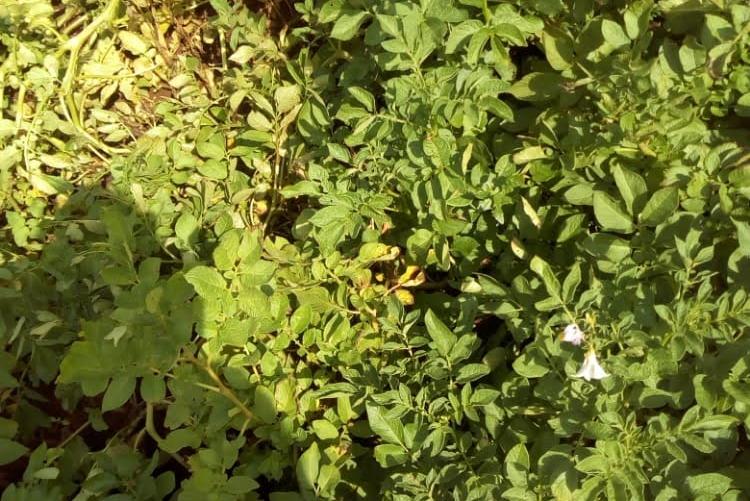 FUNGICIDE TREATED AND UNTREATED POTATO CROP