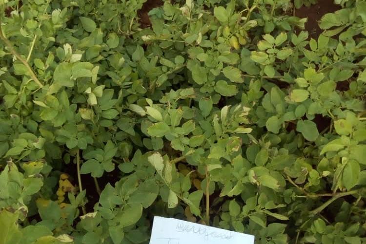 FUNGICIDE TREATED AND UNTREATED POTATO CROP