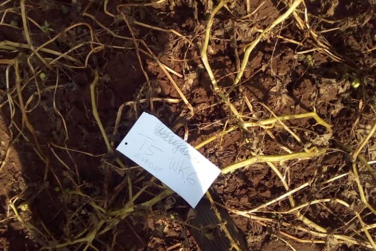 FUNGICIDE TREATED AND UNTREATED POTATO CROP