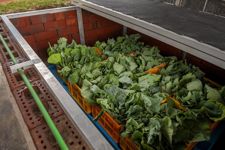 Leafy Vegetables stored in the Zero Energy Brick Coole